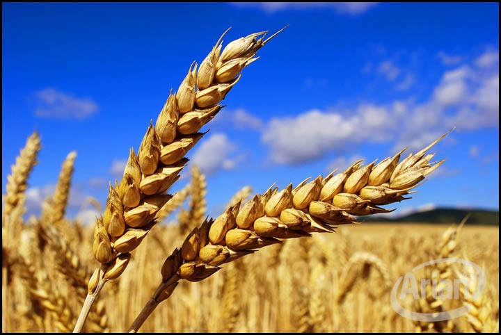 شرکت سهامی زراعی گلپایگان | آرین سیستم